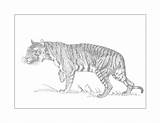 Tiger Coloring Pages – Printable FREE sketch template