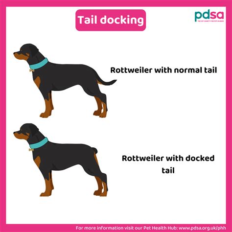 Doberman Tail Docking Pros Cons: Should You Do It? Doberman, 49% OFF