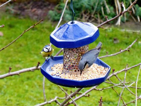 Nuthatch Bird Feeder Garden Birds - Free photo on Pixabay - Pixabay