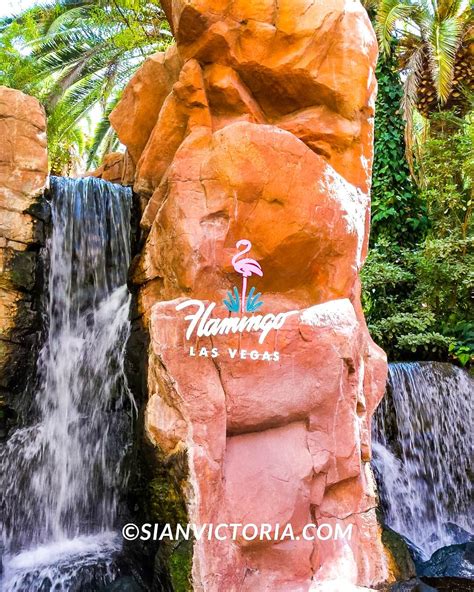 Flamingo Wildlife Habitat - Free Las Vegas Attractions — Sian Victoria.