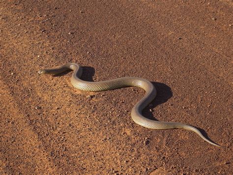 A king brown snake - one of the most deadly snakes on Earth - on the road between Koroit and ...