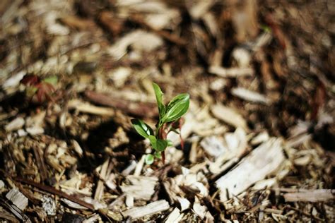 Mulching Tips | Arbor Farms Nursery