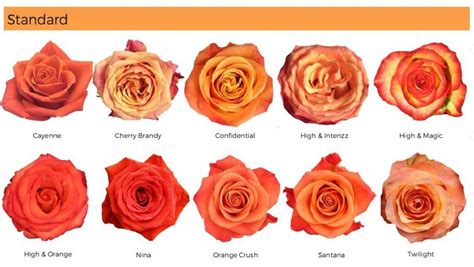 Red Rose Color Names References – Mdqahtani