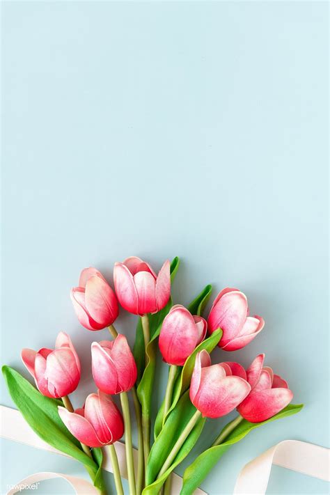 a bouquet of pink tulips on a blue background