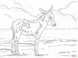Three Weeks Old Donkey Foal coloring page  Free Printable Coloring Pages sketch template