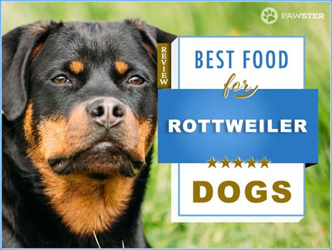 Best 6 Foods to Feed your Adult and Puppy Rottweiler - 2022