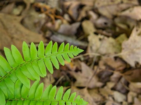 Care Of Christmas Ferns: Tips For Growing Christmas Ferns | Gardening Know How