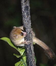 Brown mouse lemur - Alchetron, The Free Social Encyclopedia
