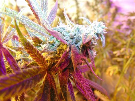 Rug Burn OG (von Rare Dankness Seeds) :: Cannabis Sorten Infos