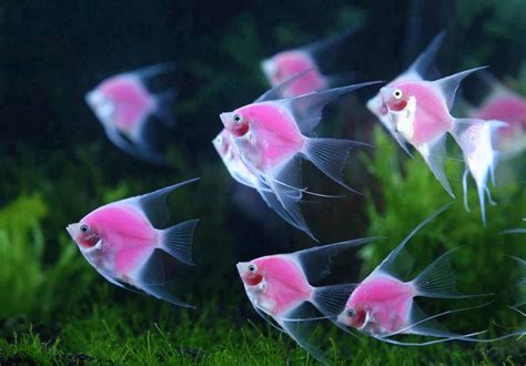 These are pink fluorescent Angelfish - or Pterophyllum scalare | Pesce tropicale, Animali ...