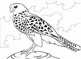 Coloriage  Faucon Coloriages à Imprimer Gratuits sketch template