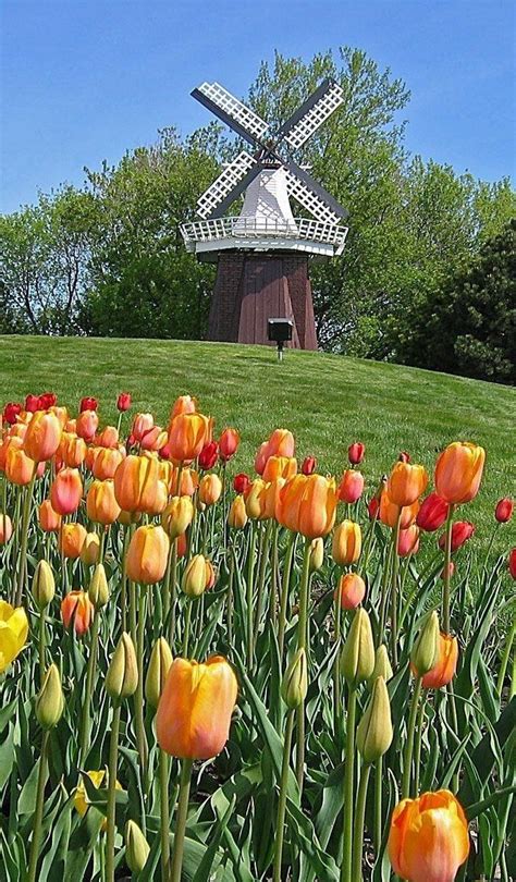Netherlands Windmills, Holland Windmills, Old Windmills, Tulips Flowers ...