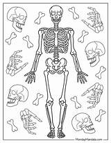 Human Skeleton Bones Worksheet Sketch Coloring Page sketch template