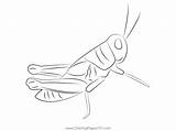 Cricket Insect Coloring Page sketch template