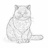 Adult Cat Coloring Page  Pages Mimi Panda sketch template