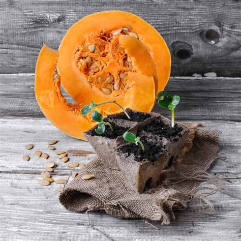 Pumpkin Seed Germination: How To Sprout Pumpkin Seeds and Other Tips » RusticWise