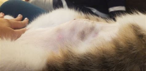 What Is The Lump On My Cats Stomach - vrogue.co