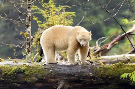 Kermode bear, Spirit bear (Ursus americanus kermodei) | DinoAnimals.com