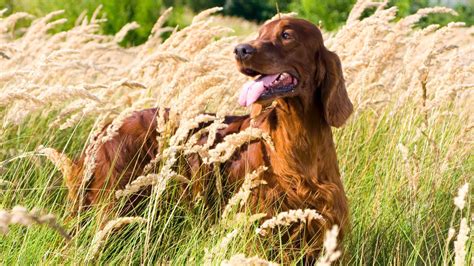 4 Setter dog breeds that make wonderful companions | PetsRadar