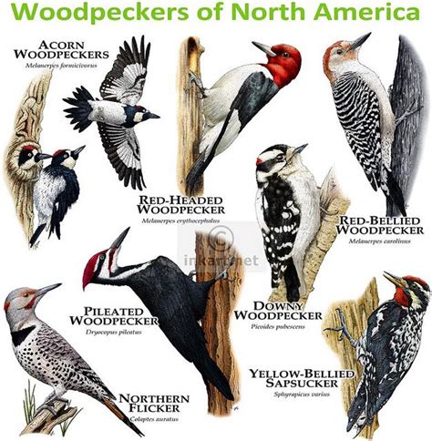 woodpeckers of north america poster