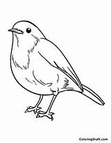 Robin Coloring Pages  ColoringDraftcom sketch template