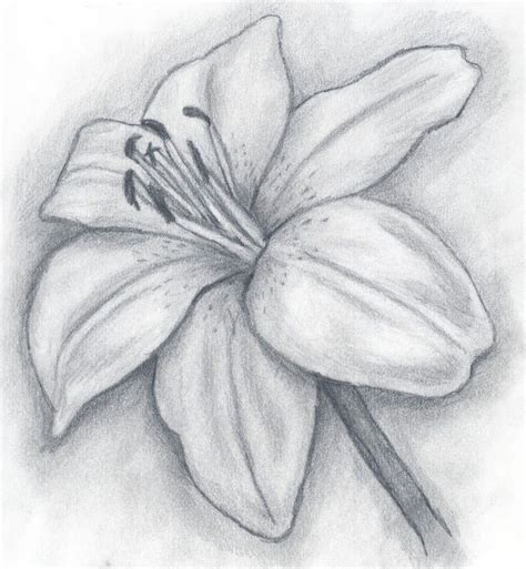 Lily Pencil Drawing Pictures, Images & Photos on Photobucket | Pencil drawing pictures, Art ...