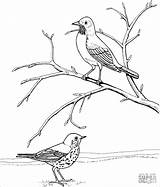 Robin Bird In Nest Coloring Pages  ColoringBay sketch template