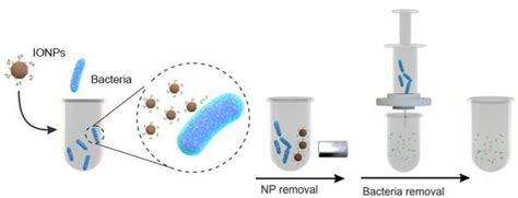 Nanoparticles in Pathogen Detection and Identification - CD Bioparticles