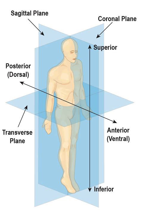 Anatomical Body Planes