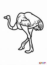 50  Ostrich Coloring Pages Free Printable PDF JPG PNG & Online Coloring sketch template