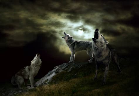 Wolf Howling Stock Photos, Pictures & Royalty-Free Images - iStock