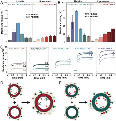 Increased efficiency of charge-mediated fusion in polymer/lipid hybrid membranes | PNAS