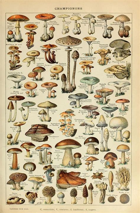 Cottagecore Mushroom Posters – For You Aesthetics | Mushroom poster, Vintage poster art ...