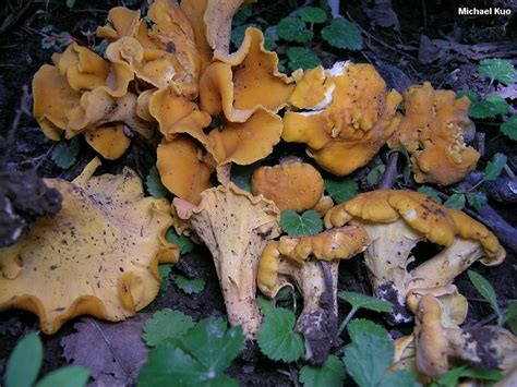 Cantharellus lateritius - Alchetron, the free social encyclopedia