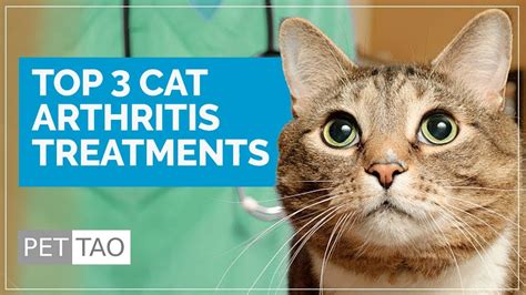 Top 3 Cat Arthritis Treatments - Make Your Cat Feel Better! - YouTube