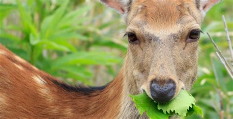 Keep deer from eating landscape plants | Home Garden and Homestead