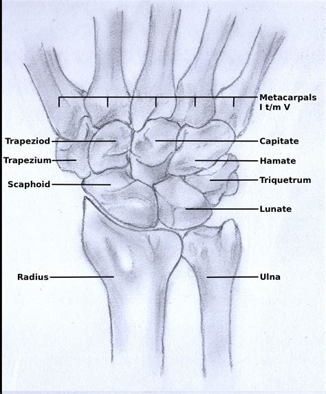 File:Wrist anatomy.jpg - Wikimedia Commons