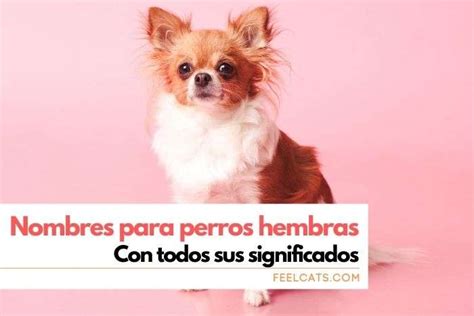 Melancolía pulgada Acumulación nombres de perros y su significado en ...