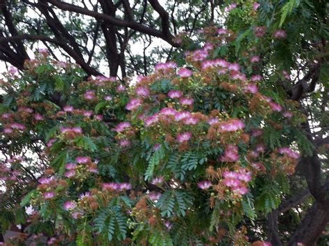 Bangalore Daily Photo: Rain Tree blooms…