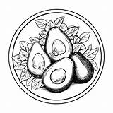 Avocado Coloring Page For Kids 27497627 Vector Art At Vecteezy sketch template