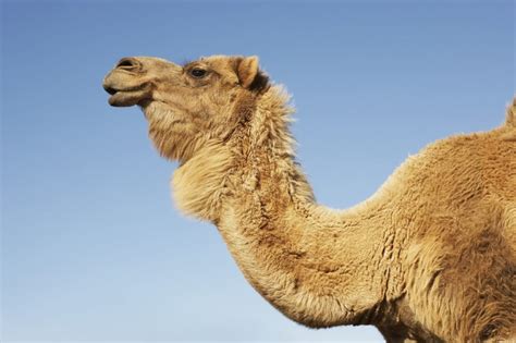 Camel Cricket: How to Identify & Control Camel Crickets