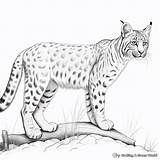 Lynx Coloring Pages  Free & Printable sketch template