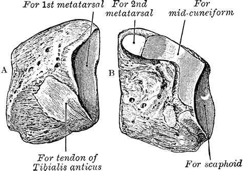 Cuneiform | ClipArt ETC