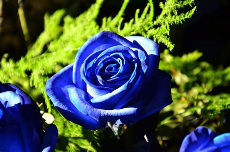 Bouquet, Blue Rose, Blue, Flowers, Roses, flower, rose - flower free image | Peakpx