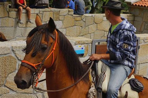 Free picture: people, horse, event animal, cowboy, harness, bridle ...