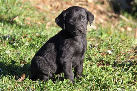 Black Labrador Retriever Puppy Pictures