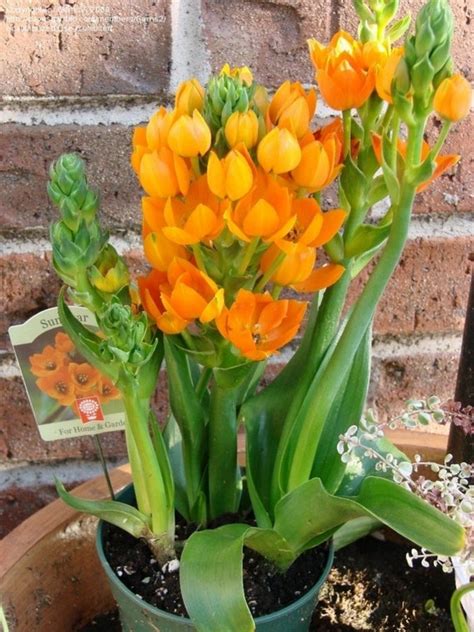 Orange Star 5 Bulbs Ornithogalum Dubium | Etsy