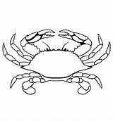 Dungeness Crab Coloring Page Free Printable PDF sketch template