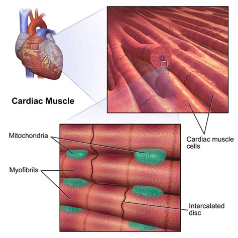 Difference Between Skeletal Muscle and Cardiac Muscle | Compare the ...