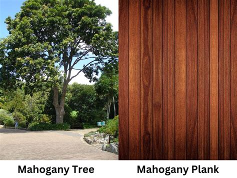 Everything You Need to Know About Mahogany Wood Furniture